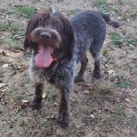 LASKO PAA24292, chien à adopter