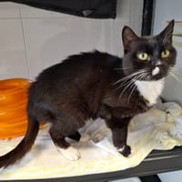 Pistache, chatte à adopter