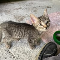 PAVLOVA, chatte à adopter