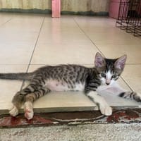 POP CORN (RESERVE), chat à adopter