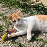 DINO, chat à adopter