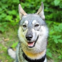 DUNE PAA24222, chienne à adopter