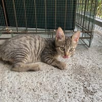 PECAN, chat à adopter