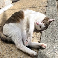ENGIE, chatte à adopter