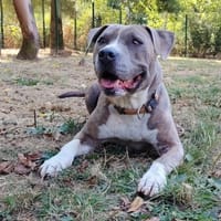 ACE PAA24134, chien à adopter