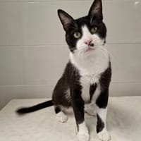 LOULOU, chat à adopter