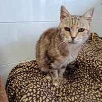 MAMICHA, chatte à adopter