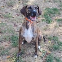 BANZAÏ PAA23048, chien à adopter
