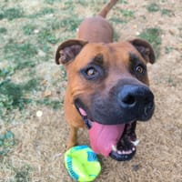 PAA23085 NAO, chien à adopter