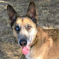 RYHO PAA23096, chien à adopter