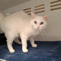 XAYA, chatte à adopter