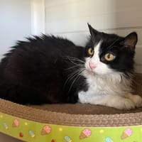 Daï Daï, chatte à adopter