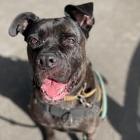 MYNDI PAA23049, chienne à adopter