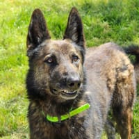 FALCO PAA23022, chien à adopter