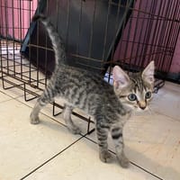 PRALINE, chatte à adopter