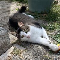 HAROUBI QCT, chat à adopter