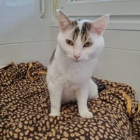 Minimoï, chat à adopter