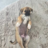 Bułeczka, suczka do adopcji