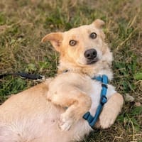 Gustaw, pies do adopcji