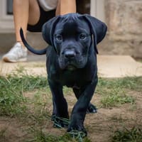 Bruschetta, chienne à adopter