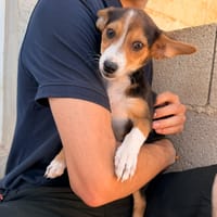 CHIKIE (ANIMALEA), chien à adopter