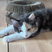 Bella, chatte à adopter