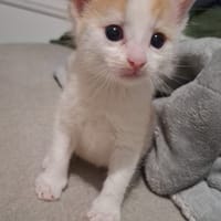 Caramel, chat à adopter
