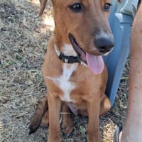 Bytchou, le petit canaillou, chien à adopter