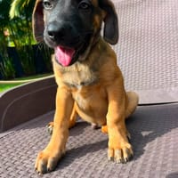 Aldo, le magnifico, chien à adopter