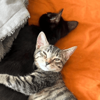 BLAKE ET BILLIE, chat à adopter