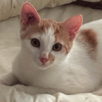 BISCUIT, chat à adopter