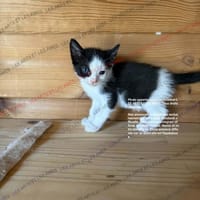 Abra, chatte à adopter