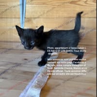 Papilusion, chatte à adopter