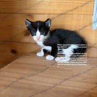 Rondoudou, chatte à adopter