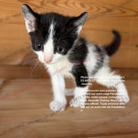 Abo, chat à adopter