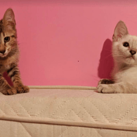 NUAGE ET ETOILE, chat à adopter