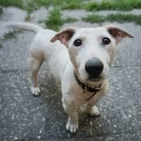 NEMO, chien à adopter
