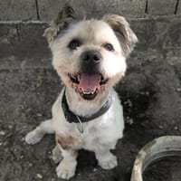 BOUCHON, chien à adopter