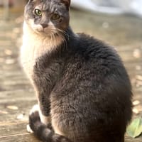 Kenai, chat à adopter