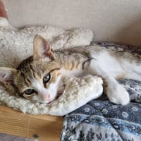 TITO, chat à adopter