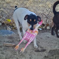 KIMER, chien à adopter
