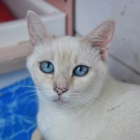 GALAXIE, chatte à adopter