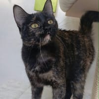 EMMA, chatte à adopter