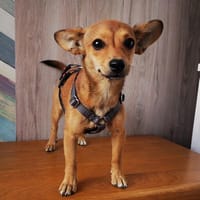 NIKA, perra en adopción