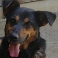 Filemon, Hund zur Adoption