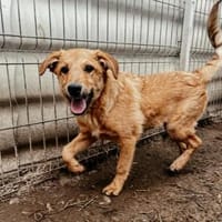 GAIO - offen, freundlich & ausgeglichen, Hund zur Adoption