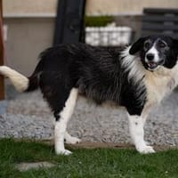 verschmuste Seniorin NESCHA sucht ihr Zuhause, Hündin zur Adoption