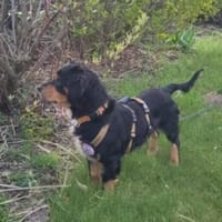 Cleverer HOWIE sucht erfahrene Menschen, Hund zur Adoption