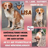 💕 Lisa sucht ihr Glück 💕, Hündin zur Adoption