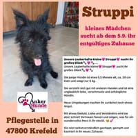 💕Die kleine Struppi 💕 sucht ihr Zuhause, Hündin zur Adoption